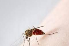 Chikungunya Alert for the United States