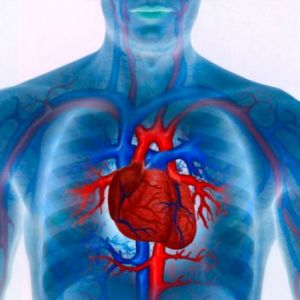 cardiovascular exercise