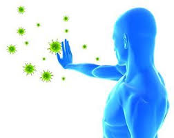 What Is the Immune System and How Does It Fight Disease